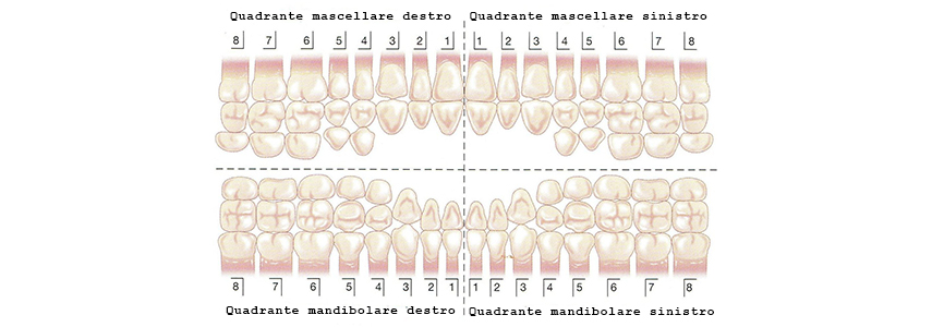 teeth numbers quadrants