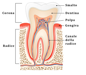 Anatomia del dente