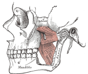 mandible and maxilla