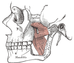 mandibola e mascella