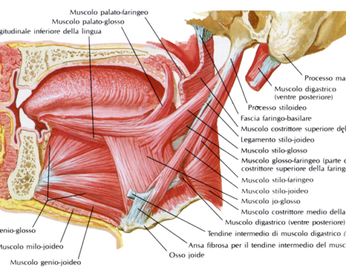 Milanese narrow palate