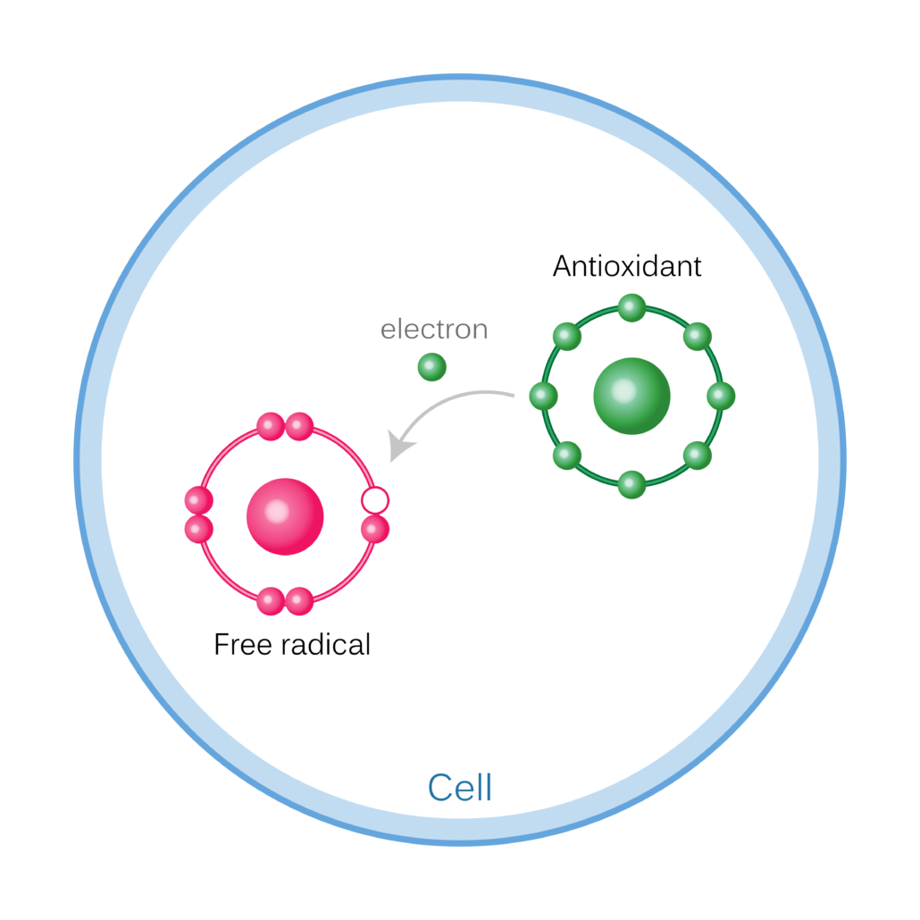 oxidative stress free radicals